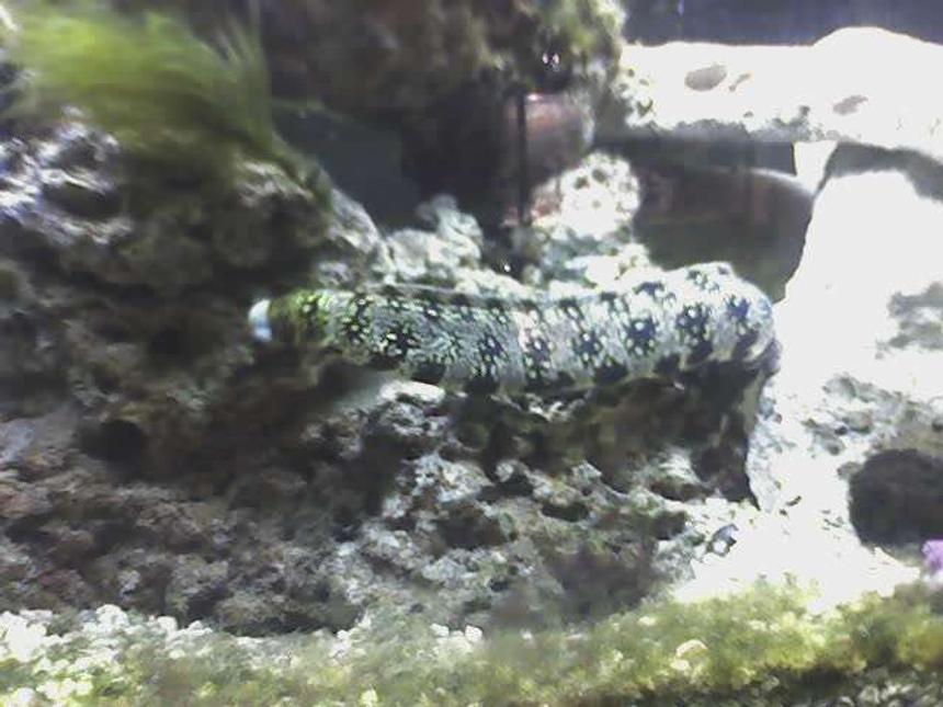 Rated #95: Saltwater Fish - Echidna Nebulosa - Snowflake Eel Stocking In 55 Gallons Tank - Snowflake eel 2 feet long