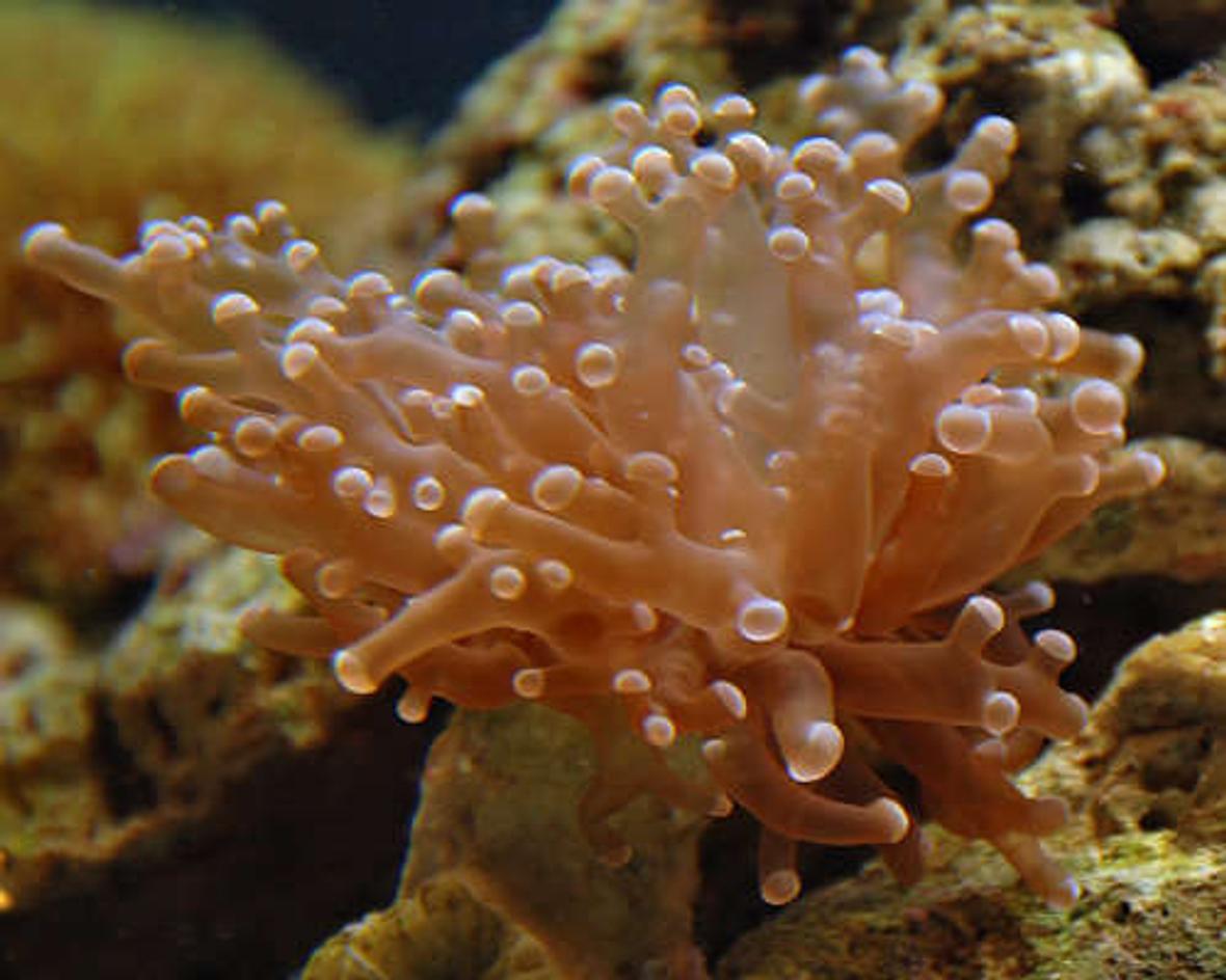 corals inverts - euphyllia paradivisa - frogspawn coral stocking in 29 gallons tank - Frogspawn