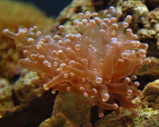 corals inverts - euphyllia paradivisa - frogspawn coral stocking in 29 gallons tank - Frogspawn