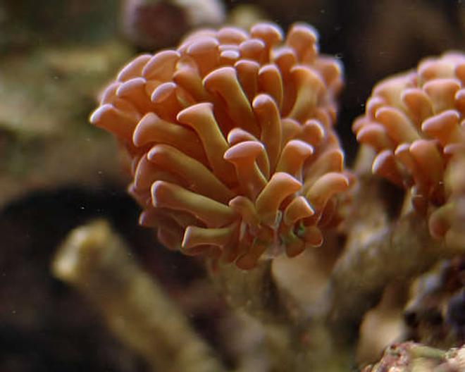 corals inverts - euphyllia paranchora - hammer / anchor coral, branching stocking in 29 gallons tank - Hammer Coral