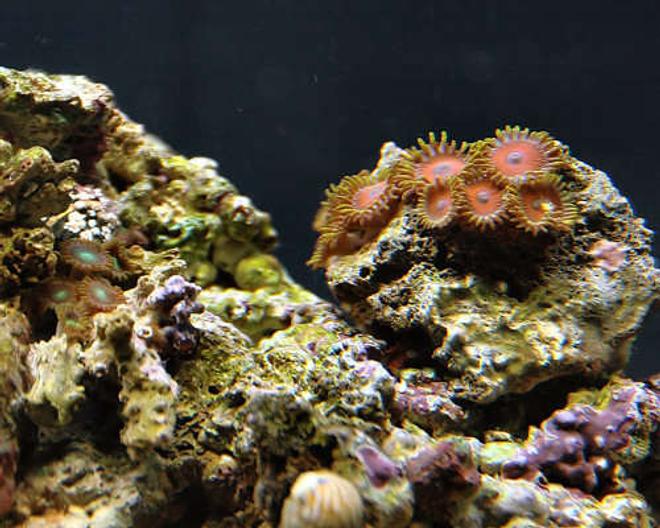 corals inverts - zoanthus sp. - eagle eye zoanthids stocking in 29 gallons tank - Red - Purple Zooanthids