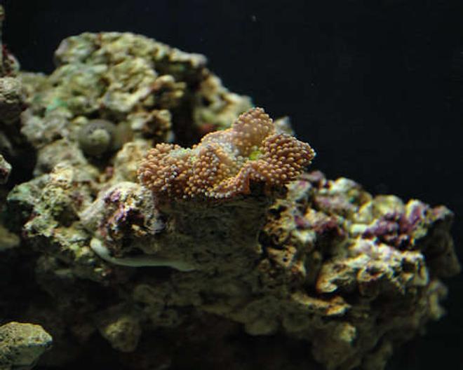 corals inverts - ricordea florida - ricordea mushroom stocking in 29 gallons tank - Purple - Orange Ricordea