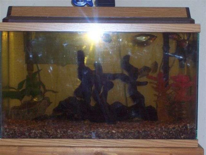 Rated #583: 29 Gallons Freshwater Fish Tank - 29 gal freshwater tank w/ 1 Jack Dempsey Cichlid, 1 Gold Gourmis, 2 Pearl Gourmis, 2 Dwarf Gourmis, 2 Flame Gourmis and 1 Sailfin Gibbiceps Pelcos. I have used 30lbs of river gravel, the larger rocks are from the near by river, the plants are fake,  the driftwood is made from several peices I've found at the rivers edge.