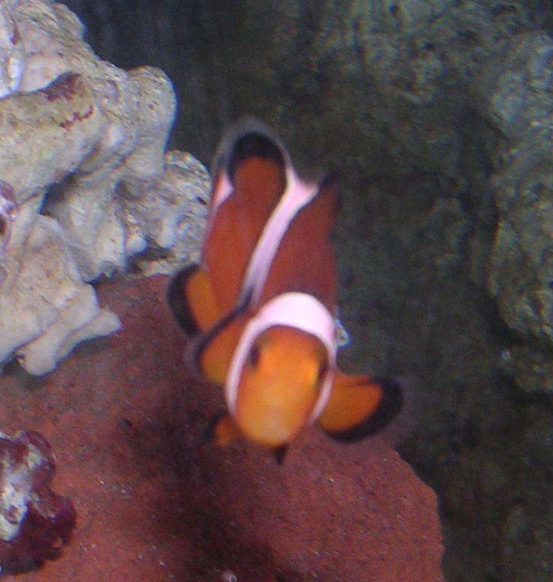 20 gallons saltwater fish tank (mostly fish, little/no live coral) - one of my clowns