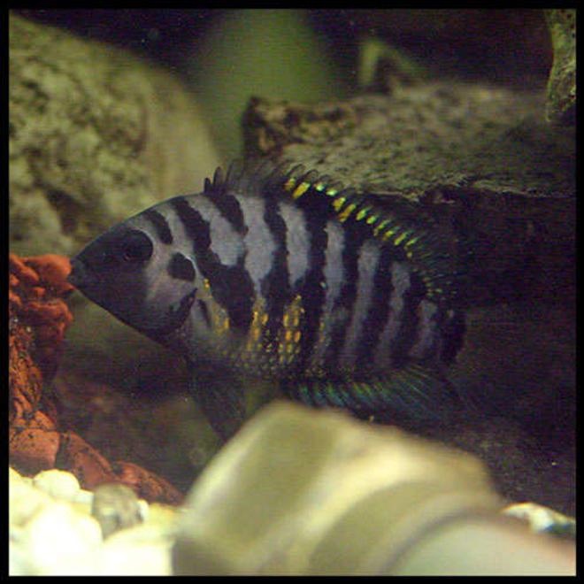 freshwater fish - archocentrus nigrofasciatus - black convict cichlid stocking in 40 gallons tank - female convict