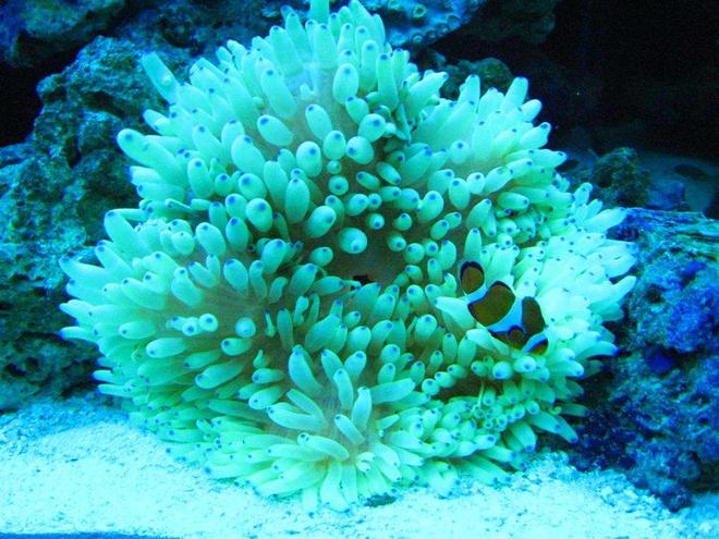 corals inverts - heteractis crispa - sebae anemone stocking in 110 gallons tank - took 2 weeks of moving all over my tank for him to find the right location