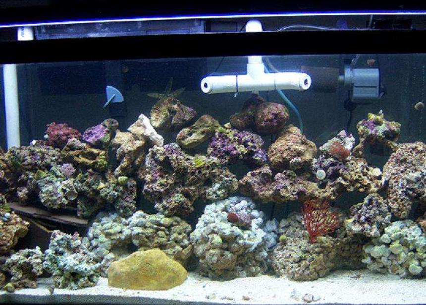Rated #127: 55 Gallons Reef Tank - my 3 month old reef tank