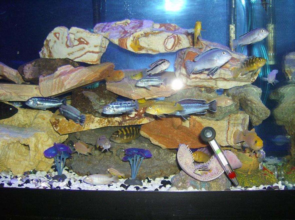 freshwater fish - pseudotropheus estherae - red zebra cichlid stocking in 75 gallons tank - my kids