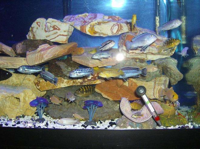 freshwater fish - pseudotropheus estherae - red zebra cichlid stocking in 75 gallons tank - my kids