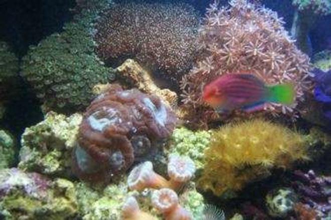 corals inverts - caulastrea furcata - candy cane coral stocking in 12 gallons tank - Zoos, star poylps, candy canes