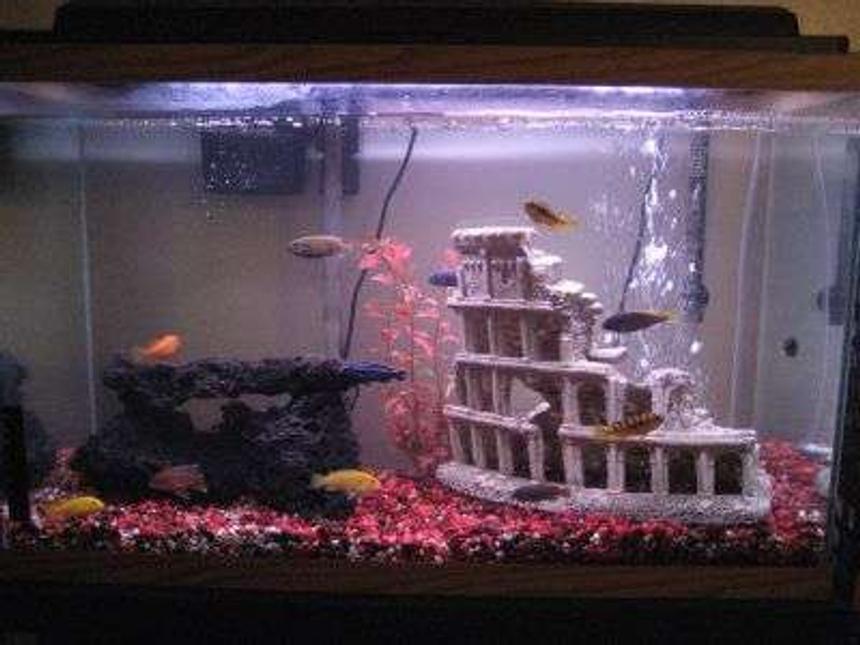 Rated #428: 30 Gallons Freshwater Fish Tank - 30 GALLON CICHLID TANK