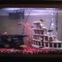 30 gallons freshwater fish tank (mostly fish and non-living decorations) - 30 GALLON CICHLID TANK