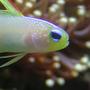 saltwater fish - nemateleotris magnifica - firefish stocking in 25 gallons tank - Firegoby.