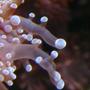 corals inverts - euphyllia paradivisa - frogspawn coral stocking in 25 gallons tank - Frogspawn.