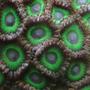 corals inverts - zoanthus sp. - hulk zoanthids stocking in 25 gallons tank - Green zoos