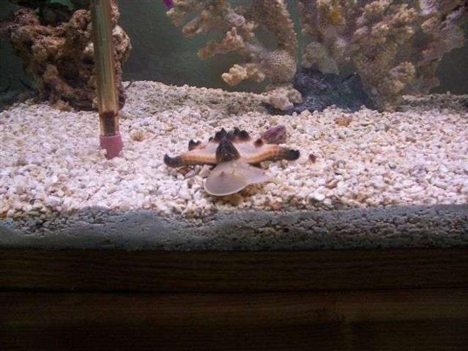 corals inverts - protoreastor nodosus - chocolate chip starfish stocking in 125 gallons tank - Horseshoe crab, Chocolate chip starfish