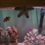 saltwater fish - amphiprion percula - true percula clownfish - tank-bred stocking in 125 gallons tank - Our 2 clownfish,purple dottyback, and starfish