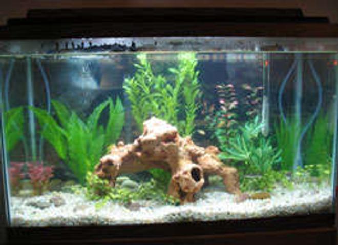 29 gallons freshwater fish tank (mostly fish and non-living decorations) - This is my 29 gallon tank. I used to have tiger barbs, but I now have some gouramis, a bala shark, black skirt tetras, and oto cats. I used fake plants--silk and plastic--and a Whisper filter. Annddd it's the first tank I've had since I was a kid. :)
