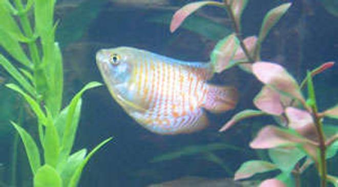 freshwater fish - colisa lalia - dwarf gourami stocking in 29 gallons tank - My dwarf gourami :)