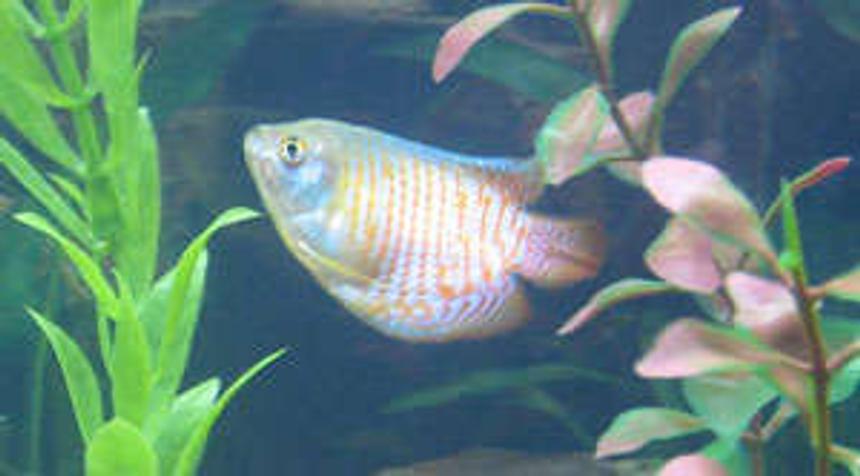 Rated #2086: Freshwater Fish - Colisa Lalia - Dwarf Gourami Stocking In 29 Gallons Tank - My dwarf gourami :)