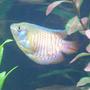 freshwater fish - colisa lalia - dwarf gourami stocking in 29 gallons tank - My dwarf gourami :)