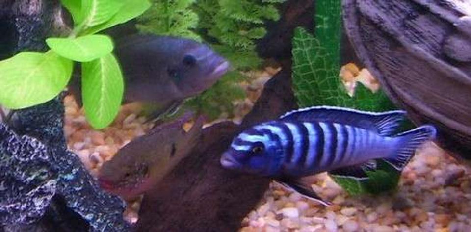 freshwater fish - pseudotropheus demasoni - demasoni cichlid stocking in 55 gallons tank - Three of the Many in my 55 gallon these are my pseudotropheus which is the blue and black one.My Colbalt blue cichlid which is the all  blue one.And one of my Female jewel cichlid