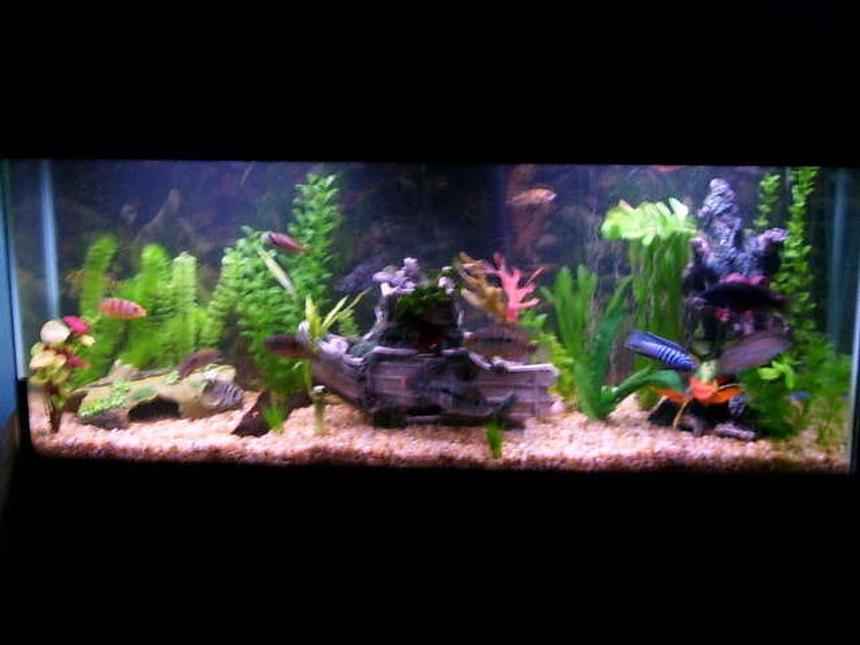 Rated #2907: 55 Gallons Freshwater Fish Tank - A pic of my whole tank all of central,african cichlids