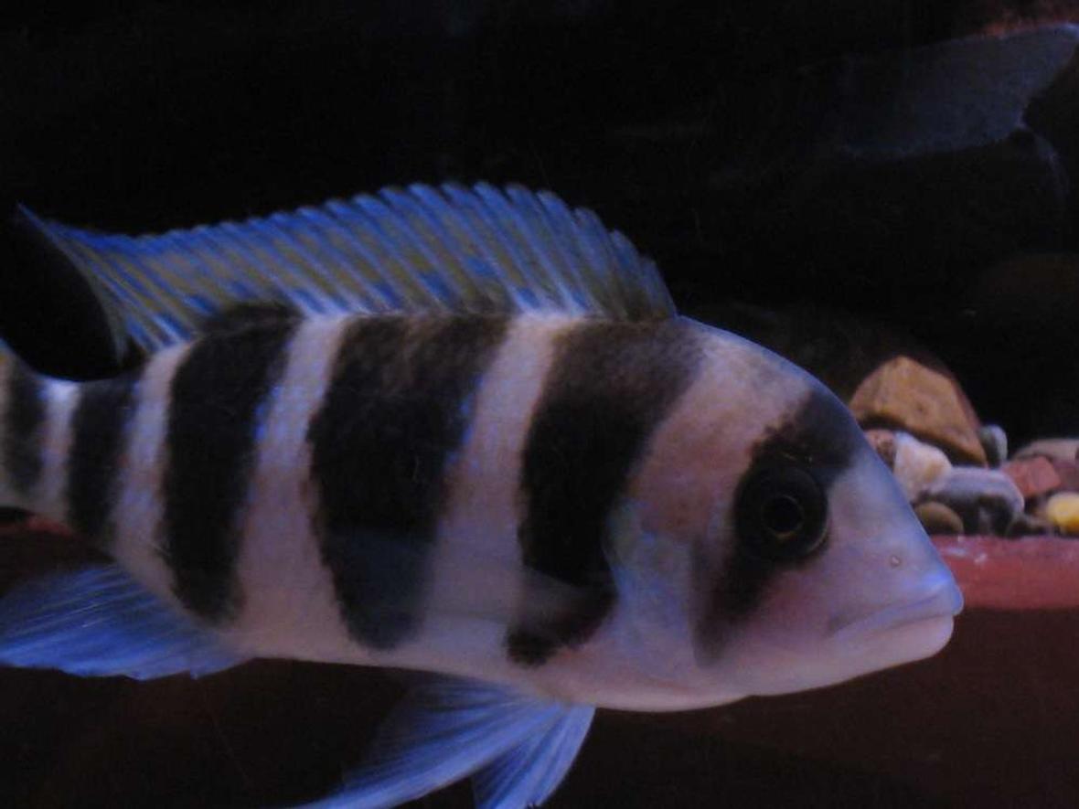 freshwater fish - cyphotilapia frontosa - frontosa cichlid stocking in 55 gallons tank - Burundi Frontosa