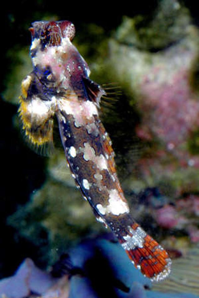 saltwater fish - synchiropus ocellatus - scooter blenny stocking in 24 gallons tank - Scooter Blenny