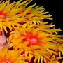 corals inverts - tubastrea faulkneri - orange sun coral stocking in 24 gallons tank - Closeup of Sun Coral