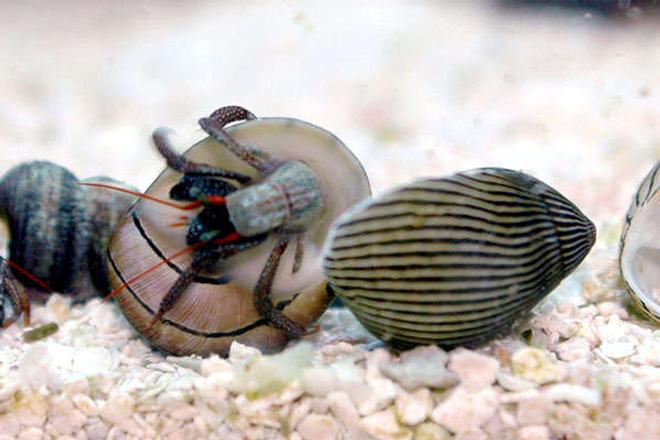 corals inverts stocking in 24 gallons tank - A hermit crab caught in the act of switching shells