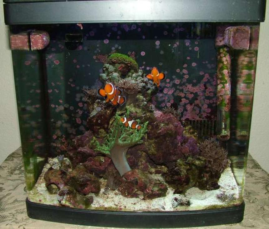 Rated #183: 14 Gallons Reef Tank - 14g oceanic biocube reef