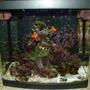 14 gallons reef tank (mostly live coral and fish) - 14g oceanic biocube reef