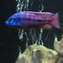 freshwater fish - aulonocara stuartgranti - ngara flametail stocking in 75 gallons tank - Red Empress