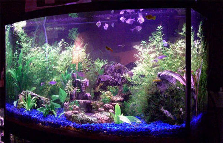 Rated #132: 46 Gallons Planted Tank - 46g Planted Tank