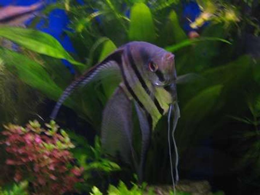 Rated #1720: Freshwater Fish - Pterophyllum Scalare - Smokey Angelfish Stocking In 17 Gallons Tank - My Angelfish