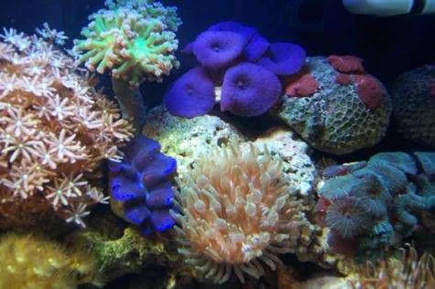 Rated #9: Corals Inverts - Clavularia Sp. - Clove Polyp Stocking In 12 Gallons Tank - Mushrooms, clam, frogspwan, bubble tip anemone and clove poylps.