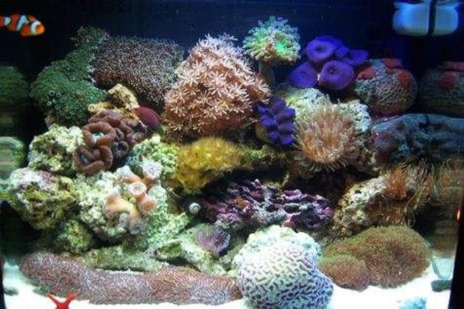 12 gallons reef tank (mostly live coral and fish) - My fish tank, 12 Gallon Aqua Pod