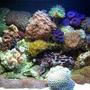 12 gallons reef tank (mostly live coral and fish) - My fish tank, 12 Gallon Aqua Pod