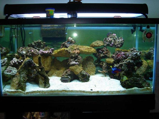 125 gallons reef tank (mostly live coral and fish) - This is my tank, all the fish are kinda bunched up there in the corner.
