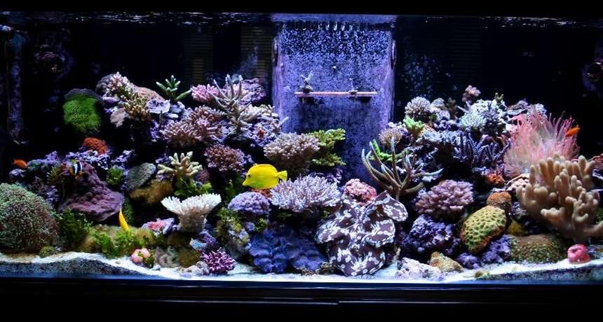 Rated #2: Fish Tank Picture - updated pic of 180