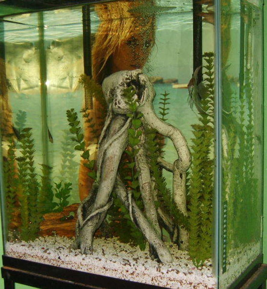 Rated #357: 20 Gallons Freshwater Fish Tank - extra high