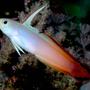 saltwater fish - nemateleotris magnifica - firefish stocking in 24 gallons tank - Firefish Goby