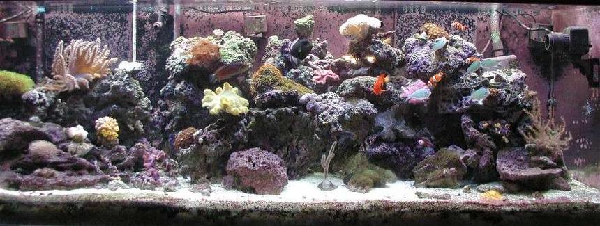 Rated #109: 180 Gallons Reef Tank - Full Tank Display