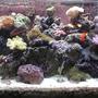 180 gallons reef tank (mostly live coral and fish) - Full Tank Display