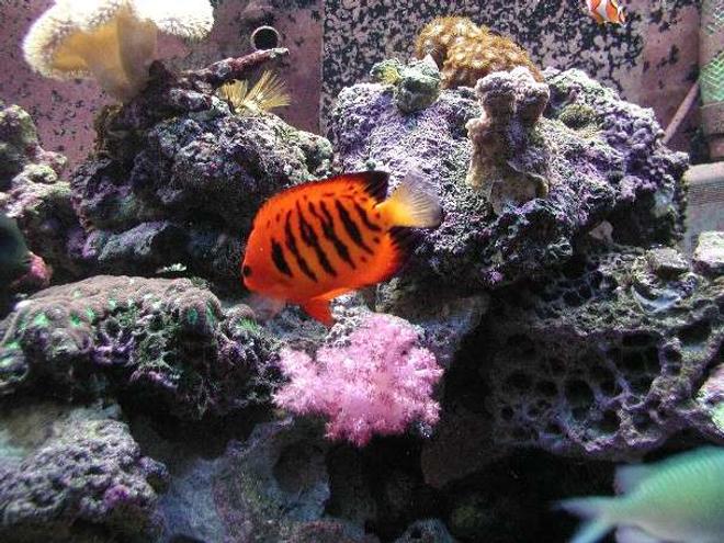 saltwater fish - centropyge loriculus - flame angelfish stocking in 180 gallons tank - My Dendro still thriving!