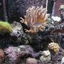 corals inverts - briareum sp. - starburst polyp stocking in 180 gallons tank - Left side of tank.