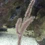 corals inverts - pterogorgia citrina - green lace gorgonian stocking in 180 gallons tank - Purple Blade Gorgonian