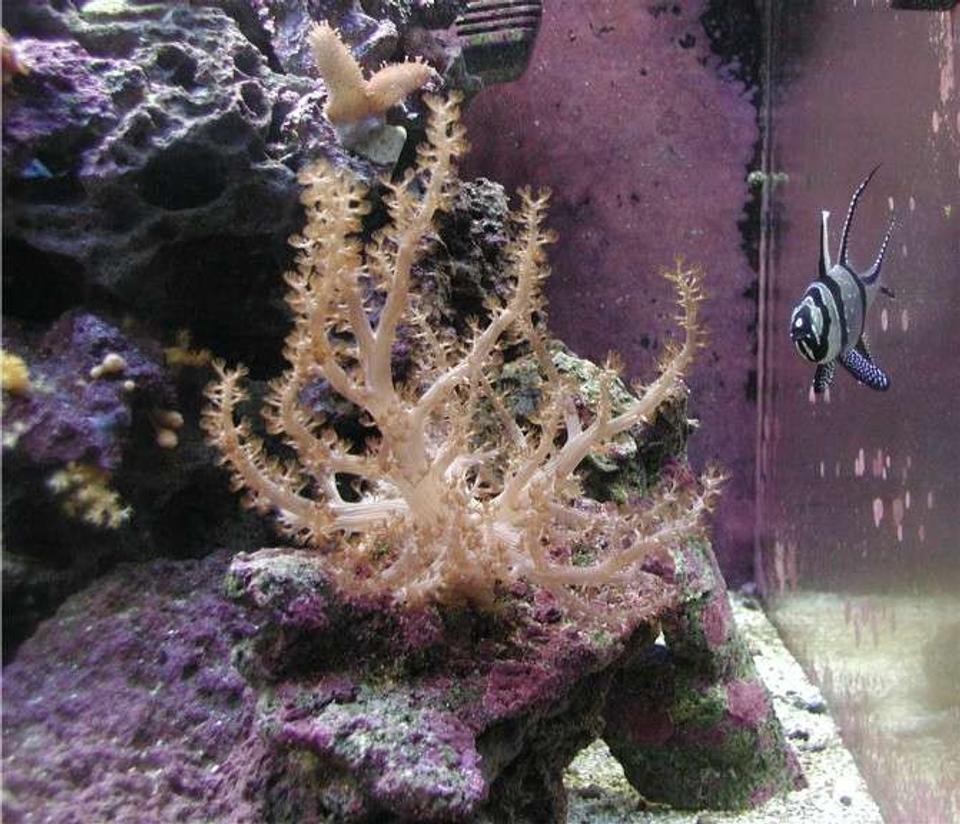 saltwater fish - pterapogon kauderni - kaudern's cardinal stocking in 180 gallons tank - Cardinal fish pretty much stays in one place the whole day.