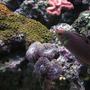 corals inverts - rhodactis inchoata - bullseye mushroom stocking in 180 gallons tank - Middle of the tank.